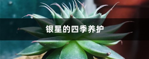 银星的四季养护